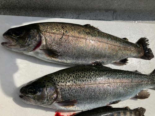 ニジマスの釣果