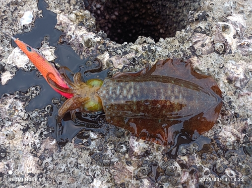 アオリイカの釣果