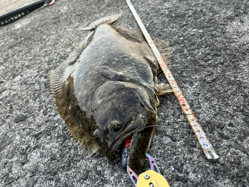 ヒラメの釣果