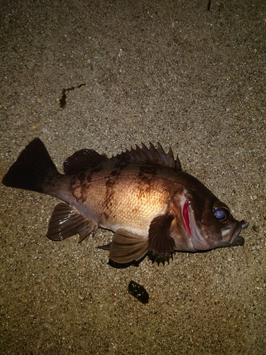 メバルの釣果