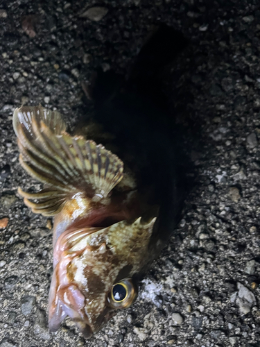 カサゴの釣果