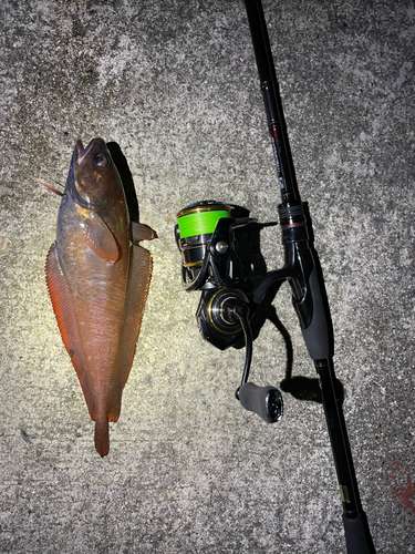 ドンコの釣果