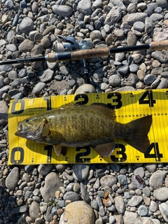 スモールマウスバスの釣果