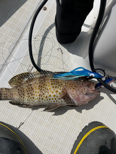 オオモンハタの釣果