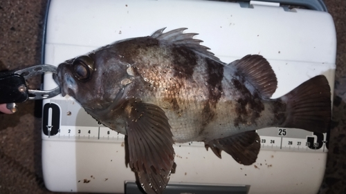 シロメバルの釣果