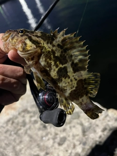 タケノコメバルの釣果