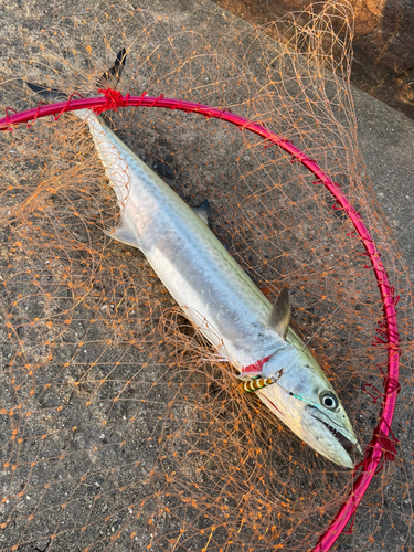 サゴシの釣果