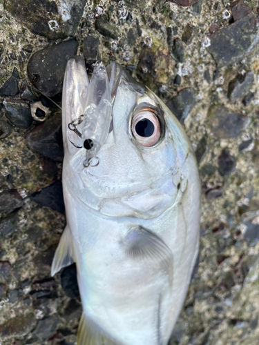 ギンガメアジの釣果