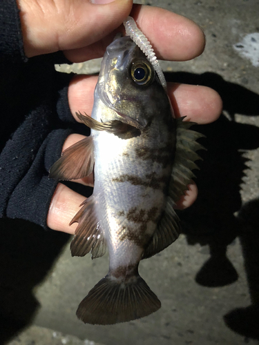 メバルの釣果