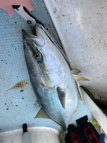 ブリの釣果