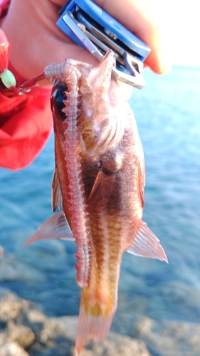 ヤライイシモチの釣果