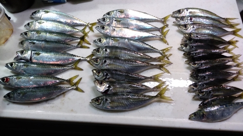 アジの釣果