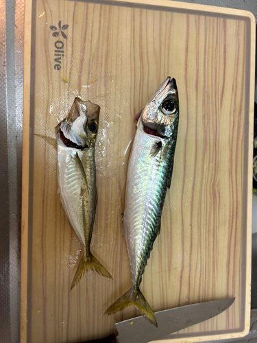 サバの釣果