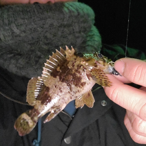 タケノコメバルの釣果