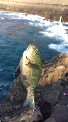 ヤリイカの釣果