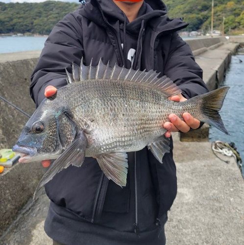 チヌの釣果