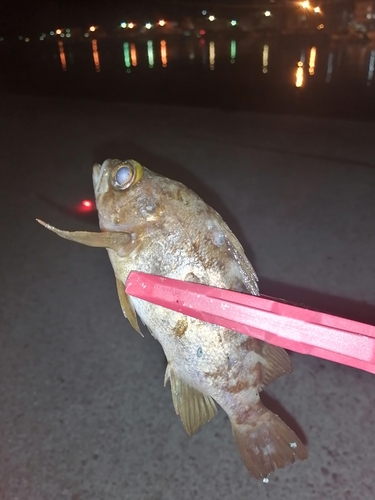 メバルの釣果