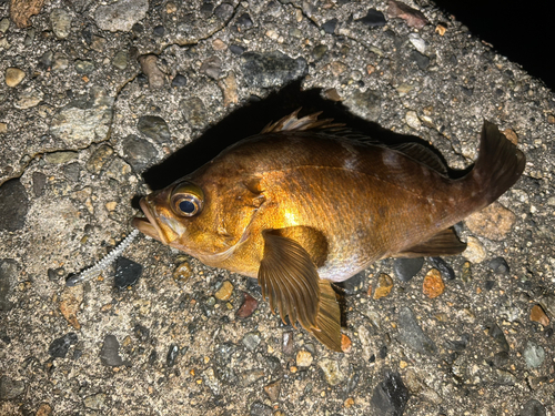 メバルの釣果