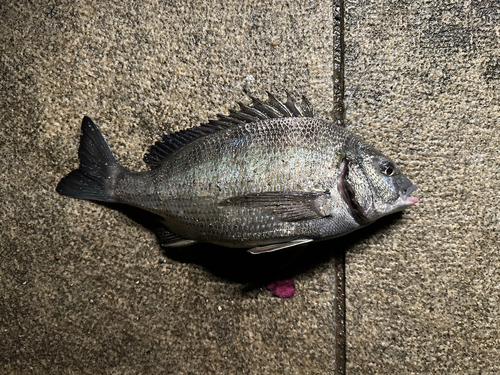 チヌの釣果