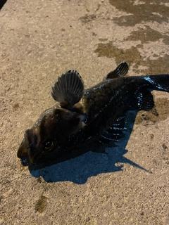 クロソイの釣果