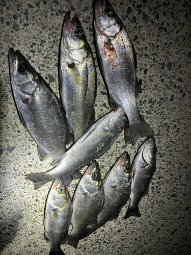 カマスの釣果