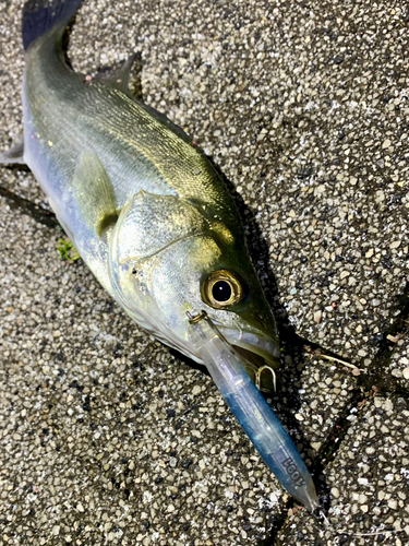 セイゴ（マルスズキ）の釣果