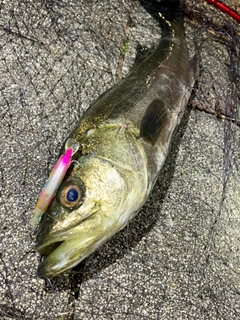 フッコ（マルスズキ）の釣果