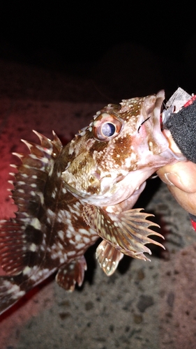 カサゴの釣果