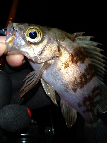 メバルの釣果