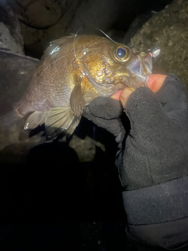 メバルの釣果