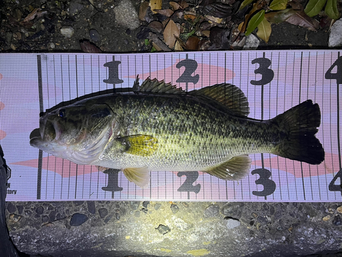 ブラックバスの釣果