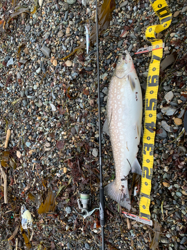 アメマスの釣果