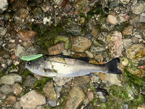 セイゴ（マルスズキ）の釣果