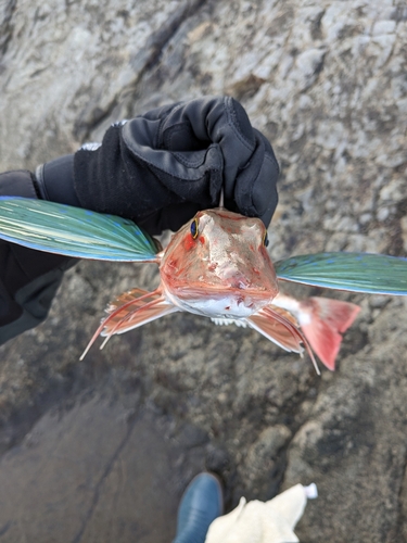 ホウボウの釣果