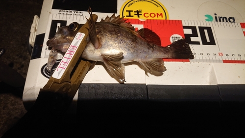 メバルの釣果