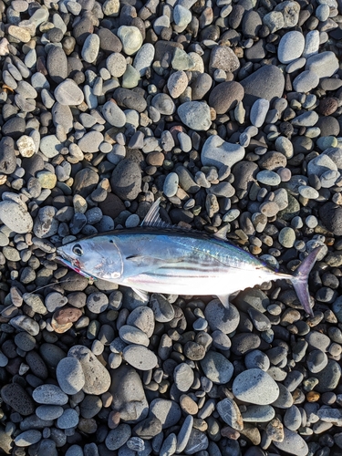 カツオの釣果