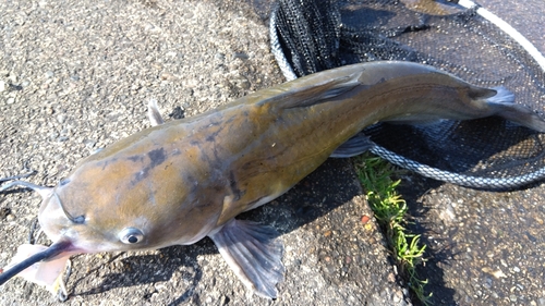 アメリカナマズの釣果