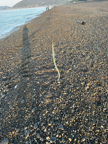 ダツの釣果