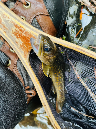 イワナの釣果