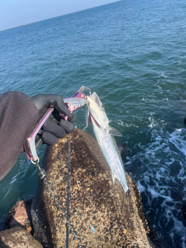 サゴシの釣果