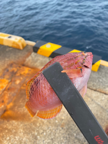 アカササノハベラの釣果