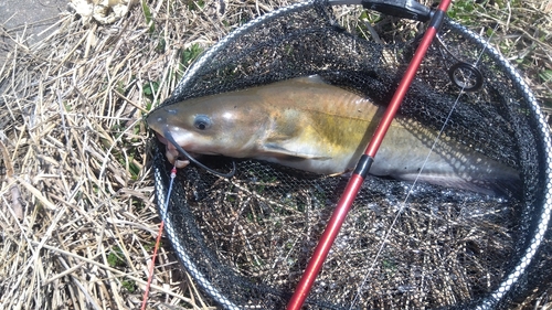 アメリカナマズの釣果