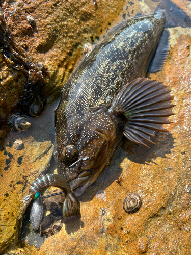 アイナメの釣果