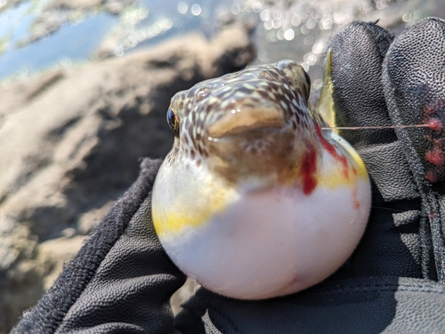 フグの釣果