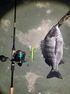 クロダイの釣果