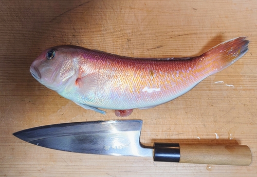 シロアマダイの釣果