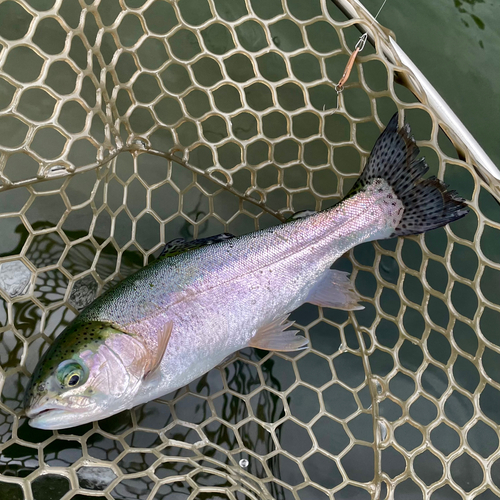 ニジマスの釣果