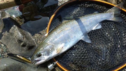 アマゴの釣果