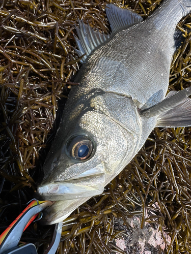 ヒラスズキの釣果