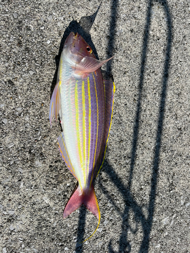 イトヨリダイの釣果